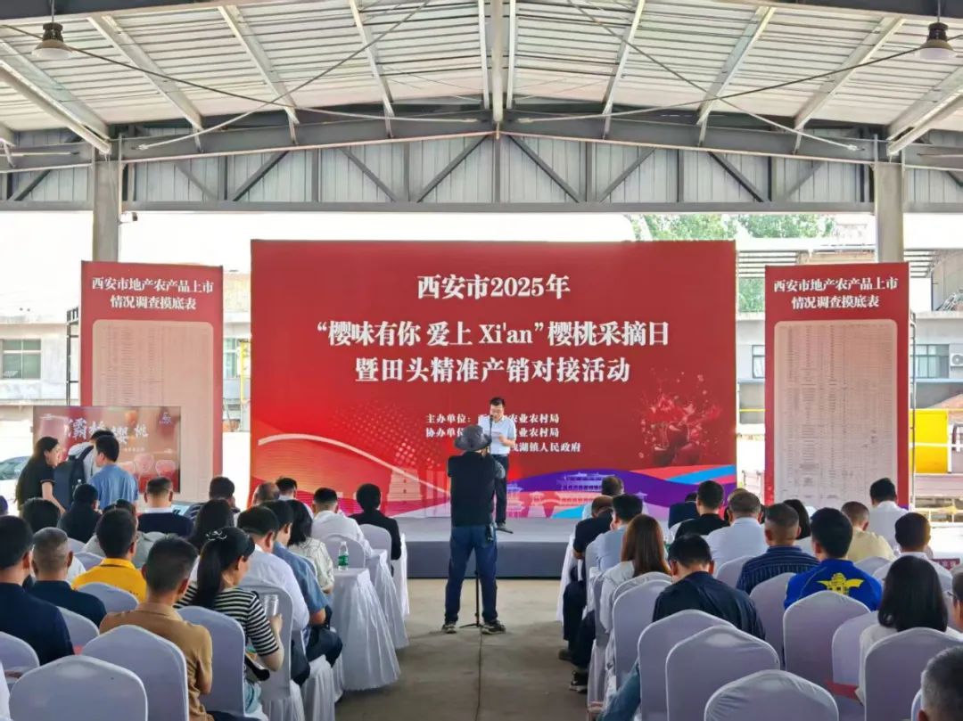 樱桃1.jpg